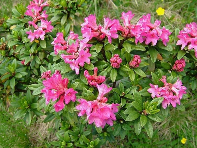 Bergfrühling, Wanderzeit & Alpenrosen