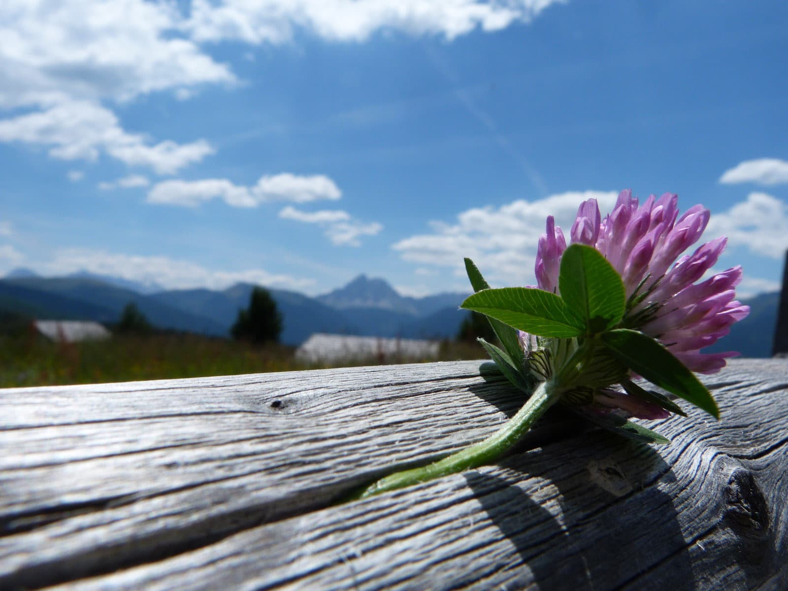 Bergfrühling, Wanderzeit & Alpenrosen